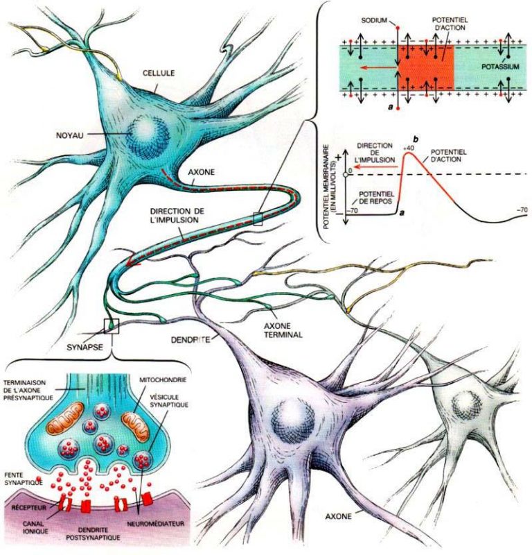 Cerveau_neurones-axones-potentiel-action
